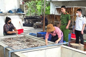Đột kích cơ sở thực phẩm, lực lượng chức năng phát hiện 3 tấn lòng lợn hôi thối tại Bắc Ninh