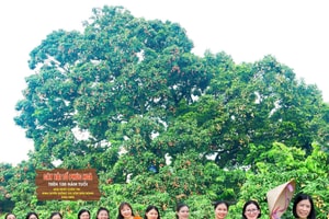 Điều đặc biệt về cây vải thiều 'báu vật' ở Bắc Ninh