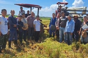 Chuyên gia Việt Nam nói thẳng về 'hạt vàng' nở rộ trên cánh đồng ở Cuba, năng suất tăng vọt gấp 4 lần, người dân thu nhập có cao hơn
