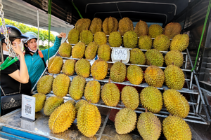 Giá sầu riêng rớt thảm 3 lần sau một tháng, tiểu thương cảnh báo chiêu bán 'hàng dạt' 40.000 đồng/kg