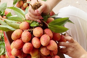 Chưa từng có: 300.000 đồng/kg vải thiều tại vườn