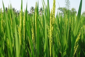 Ghi dấu mốc lịch sử, quốc gia châu Á này trở thành nhà sản xuất gạo lớn nhất thế giới, chính thức soán ngôi Trung Quốc