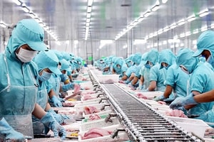 Quốc gia mua cá rô phi nhiều nhất của Việt Nam đang xem xét cấm nhập khẩu, đại diện 320 doanh nghiệp lập tức đưa ra cảnh báo