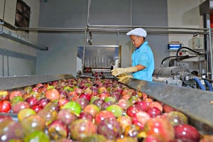 Việt Nam sở hữu 'mỏ vàng xanh', nằm trong top 10 thế giới về xuất khẩu được Trung Quốc và châu Âu ráo riết thu mua