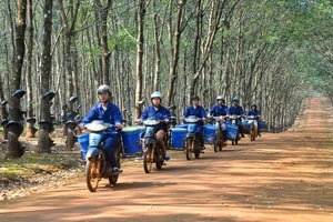 Dự án cao su quy mô lớn tại Lào mang về 600 triệu USD cho một doanh nghiệp Việt, tạo sinh kế cho 5.700 lao động