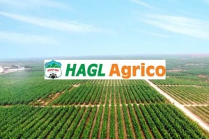 Đang lúc khó khăn, nhân sự chủ chốt của HAGL Agrico nộp đơn từ nhiệm