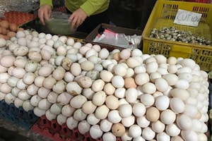 Trứng gà xuống 800 đồng/quả, nông dân càng bán càng lỗ