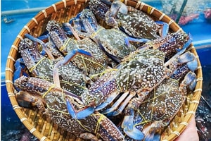Mỹ ngừng nhập ghẹ từ Philippines, ghẹ Việt đón cơ hội