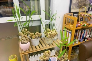 Vì sao nhiều gia đình thích trồng gừng trong nhà? 4 lợi ích không phải ai cũng biết