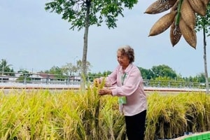 Nữ Phó Giáo sư quê 'đất học' được mệnh danh 'bà chúa lúa lai': Là Anh hùng Lao động, học trò của cố Giáo sư Lương Định Của