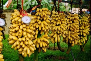 'Đặc sản tiến vua' Ninh Bình trồng hơn một năm mới cho thu hoạch, giá cao chót vót vẫn được dân sành ăn săn đón