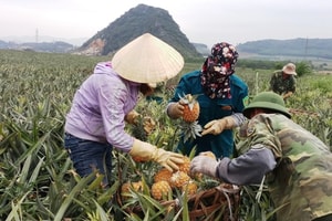 Nông dân Thanh Hóa thắt ruột gan khi dứa chín rục giá rẻ như bèo, lên Hà Nội lại 40.000 đồng/kg