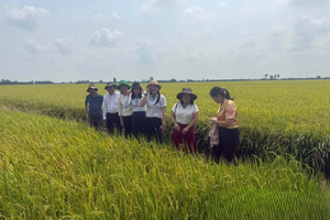 Nông dân tỷ phú ở Đồng Tháp mỗi năm kiếm được 25 tỷ đồng, hiện trồng cây gì và nuôi con nào?