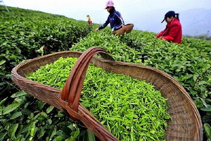 Thị trường Trung Quốc quay lưng, chè Việt bất ngờ thắng lớn ở Mỹ