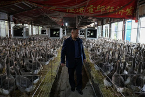 Áp dụng cách làm mới, nông dân Trung Quốc sắp chiếm ngôi vương của Pháp trong ngành sản xuất 'béo bở'