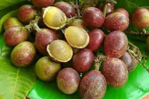 Nhãn sầu riêng thực chất là gì mà đc dân tình lùng mua?