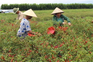 Không phải sầu riêng hay cà phê, đây mới là loại quả trồng phủ kín làng quê đang âm thầm mang về hàng chục triệu USD từ xuất khẩu