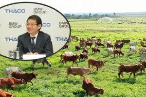 Dưới sự hậu thuẫn của THACO, siêu dự án 750 triệu USD được kỳ vọng mở ra chu kỳ tăng trưởng mới cho HAGL AGrico (HNG)