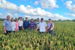 Việt Nam đem bí quyết trồng ‘hạt vàng’ sang Cuba, kết quả sau vài tháng đã rõ ràng