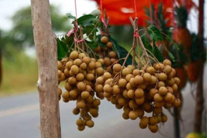 Xuất khẩu trực tiếp sang Trung Quốc: Trái ngọt giúp hàng ngàn nông dân láng giềng thoát nghèo