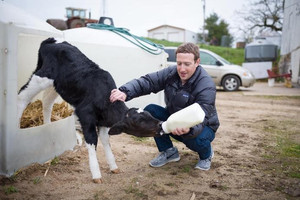 Mark Zuckerberg gây sốt với dự án nuôi bò 'không giống ai': Cho ăn mắc ca và uống bia lạnh
