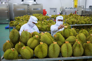 Nhà máy đầu tiên của Việt Nam lập kỳ tích chưa từng có được phía Mỹ chính thức cấp phép liên quan đến trái cây xuất khẩu