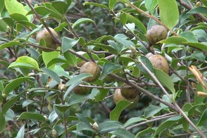 Ít người biết, loại cây mọc đầy ở vùng núi phía Bắc lại cho thứ được ví là 'vàng lỏng', giá tới 400.000 đồng/lít