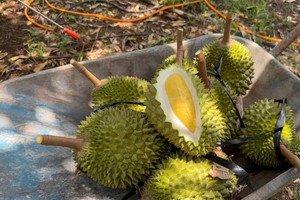 Sầu riêng Việt Nam nhiều hơn Thái Lan, sát thị trường Trung Quốc nhưng vì sao vẫn khó xuất khẩu?