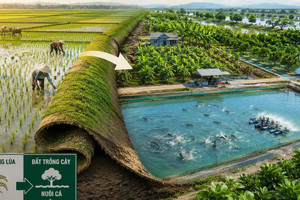 Tự ý chuyển đất trồng lúa sang đất trồng cây nuôi cá: Khi thu hồi có được đền bù không?