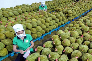 Sầu riêng xuất khẩu bứt tốc, nhà vườn vẫn 'thấp thỏm' vì giá giảm