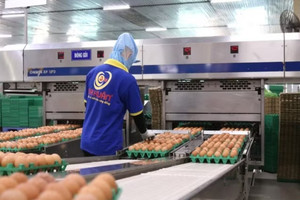 Trứng gà Ba Huân bị nêu tên vì nợ BHXH gần 9 tỷ đồng