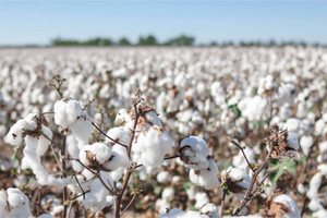 Bông Mỹ xuất sang Việt Nam đạt 1,3 tỷ USD, dẫn đầu nhóm nông sản
