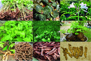 Việt Nam muốn biến 'kho dược liệu' hơn 5.500 loài thành ngành kinh tế chiến lược tỷ đô