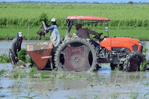 Việt Nam mang công nghệ mới sang Cuba, người dân chứng kiến điều chưa từng thấy trên cánh đồng lúa