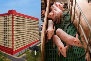 Ồ ạt xây chung cư cho lợn, giá thịt ở Trung Quốc giảm thê thảm