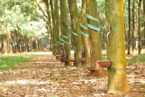 Sản lượng tiêu thụ suy giảm, điều gì khiến doanh nghiệp cao su báo lãi tăng trưởng 2 chữ số?