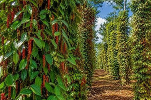 Nông dân Lâm Đồng vui nhất nước, giá 'vàng đen' chạm mốc 142.000 đồng/kg