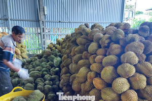 Vụ Thứ trưởng NN&MT bị bắt: Tức nghẹn 'giấy phép con' xuất khẩu sầu riêng
