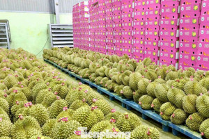 Bất ngờ nhiều doanh nghiệp xin trả mã số vùng trồng sầu riêng