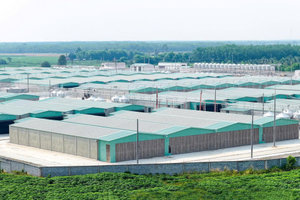 Nông nghiệp BAF: Sản lượng heo và doanh thu bán heo lần lượt tăng 1,5-1,6 lần so với cùng kỳ trong 6 tháng đầu năm 2026