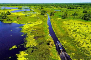 Khu rừng quý hiếm bậc nhất thế giới ở Việt Nam: Sở hữu hệ sinh thái đất than bùn độc nhất, là 'lá phổi xanh' của miền Tây