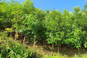 Không phải sầu riêng, đây mới là báu vật tỷ đô giúp nông sản Việt Nam thâu tóm thị trường Mỹ