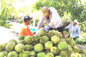 Mã số vùng trồng sầu riêng: Cách nào tránh cảnh 'cha chung không ai khóc'?
