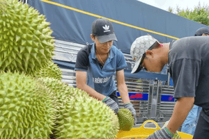 Quy định mới về cấp mã số vùng trồng sầu riêng