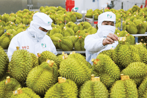 Cấp mã số vùng trồng chỉ còn tối đa 3 ngày, thủ tục chuyển sang hậu kiểm
