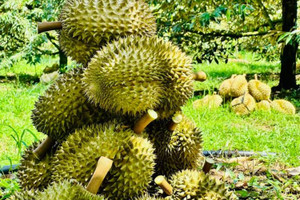 Nỗi lo mất thị trường tỷ dân: Sầu riêng nước láng giềng đối diện làn sóng gian lận xuất xứ