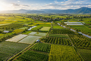 Trung ương định hướng đổi mới quản lý đất nông nghiệp, ưu tiên đất sản xuất cho đồng bào dân tộc thiểu số