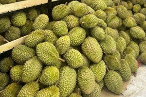 Thêm thị trường tỷ dân đón sầu riêng Việt Nam không rào cản