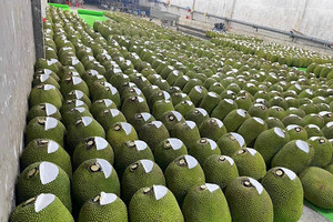 Loại quả Việt được Trung Quốc săn đón, xuất khẩu gần 68 triệu USD chỉ trong 3 tháng, người dùng thừa nhận ngon hơn hẳn loại nội địa nên sẵn sàng trả giá cao