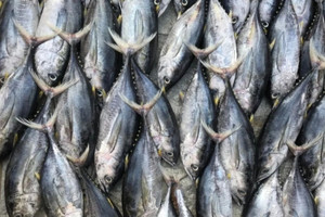 Từng bị lép vế trước nhiều mặt hàng thủy sản, siêu thực phẩm giàu protein hơn cá hồi này vừa âm thầm mang về nửa tỷ USD cho Việt Nam